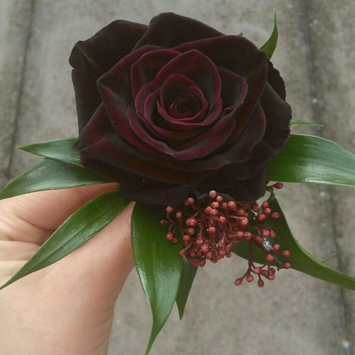 Black Baccara rose featured on Thursd