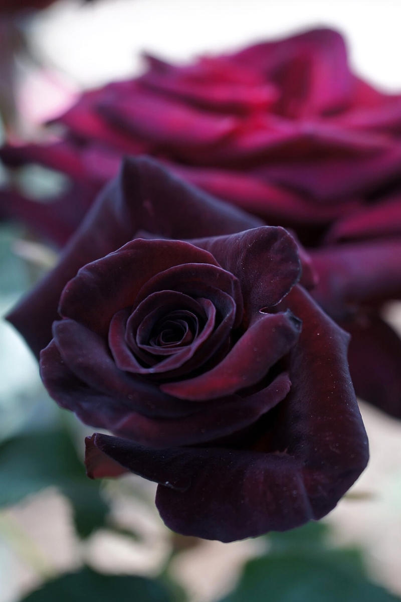 Black Baccara roses closeup on Thursd