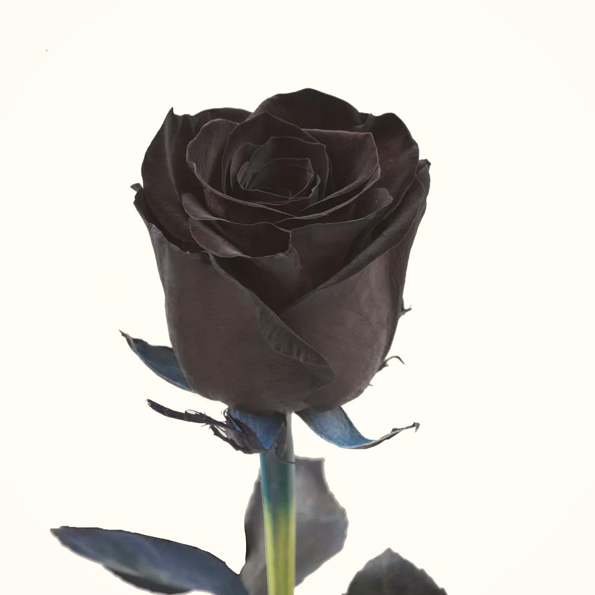 Is there a black rose?