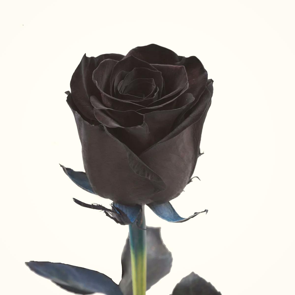 Black tinted roses featured on Thursd 
