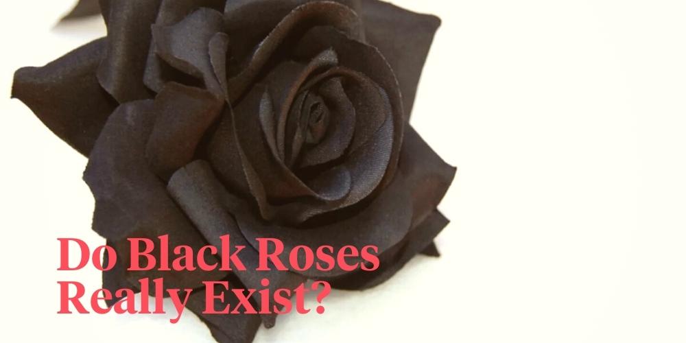 Black Roses Do They Exist Naturally? Article onThursd
