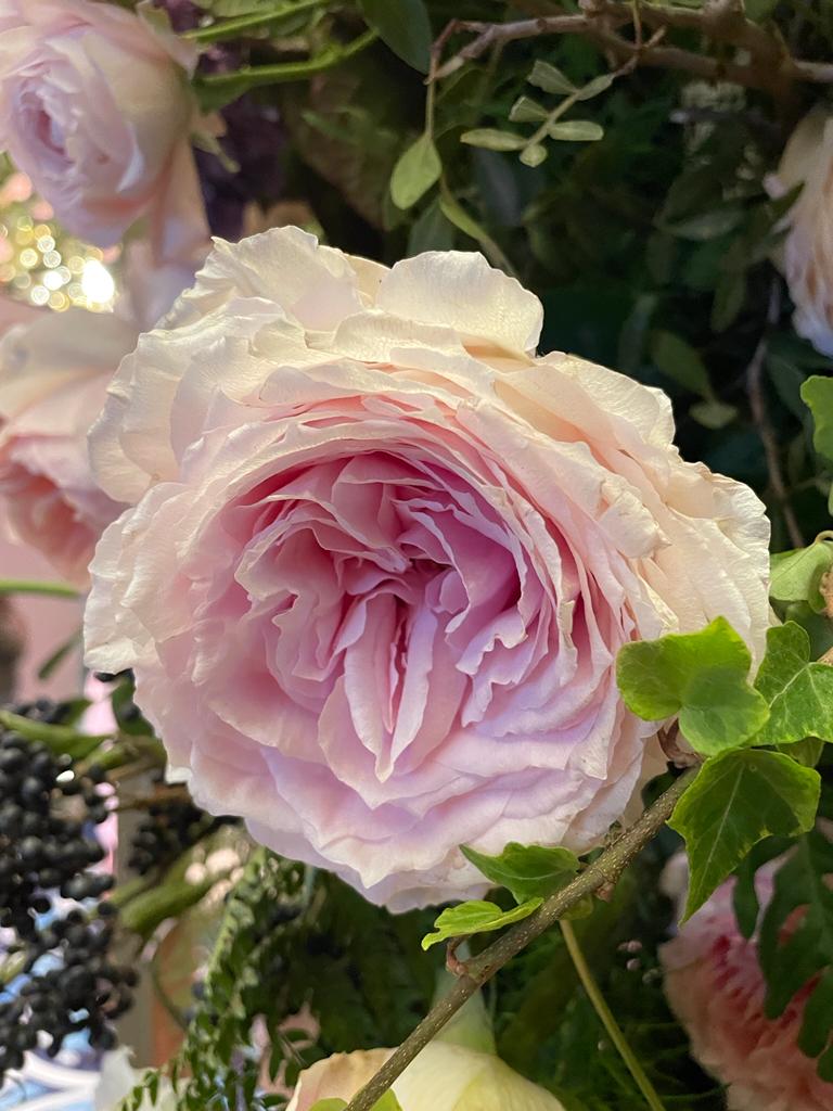 Pink Garden Rose from Alexandra Farms on Thursd