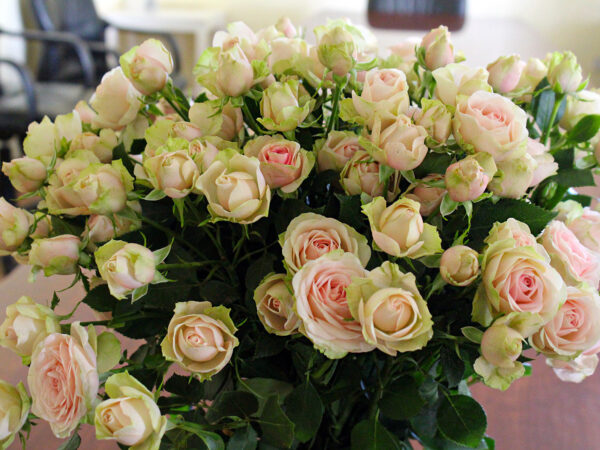 TOTF2021FE 07 United Selections-Könst Alstroemeria - Spray Rose Sweet Blossoms