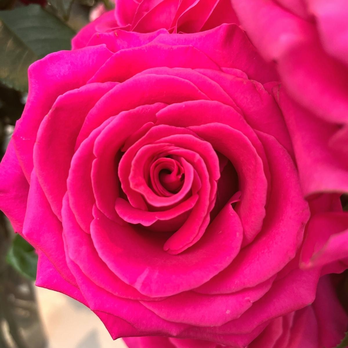 Mystic Flowers storng pink rose closeup on Thursd