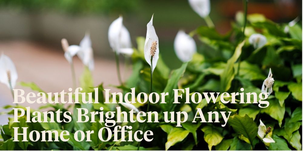 Indoor Flowering Plants Header