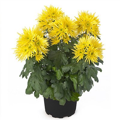 Chrysanthemum Anastasia Sunny - Product onThursd