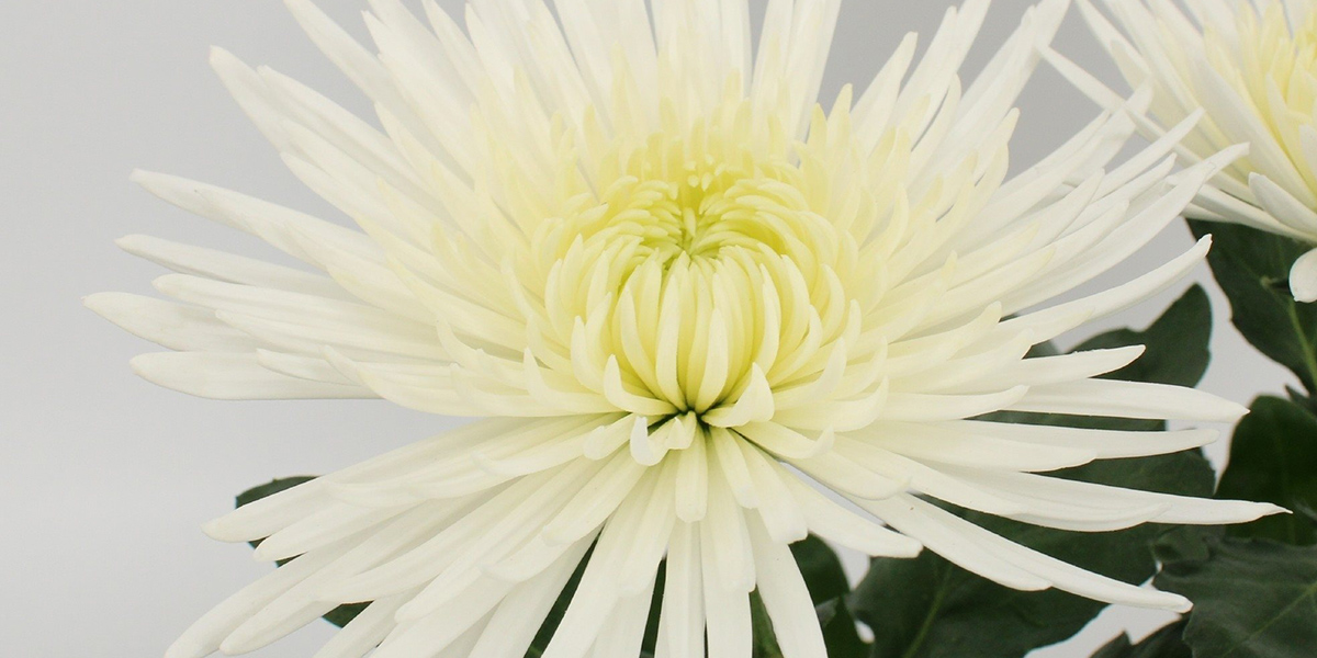 Chrysanthemum Anastasia White pot plant on Thursd header