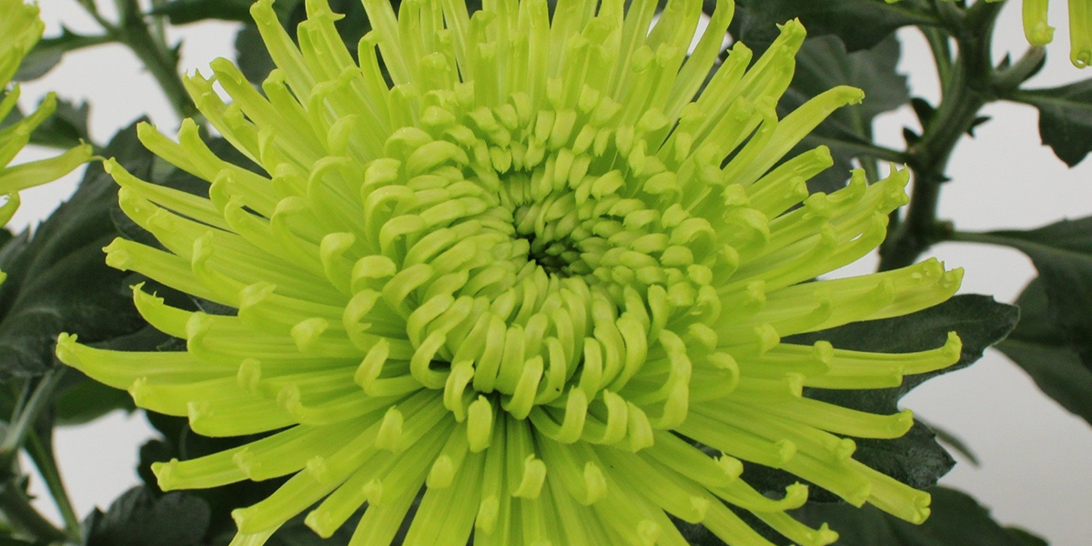 Chrysanthemum Anastasia Lime pot plant on Thursd header