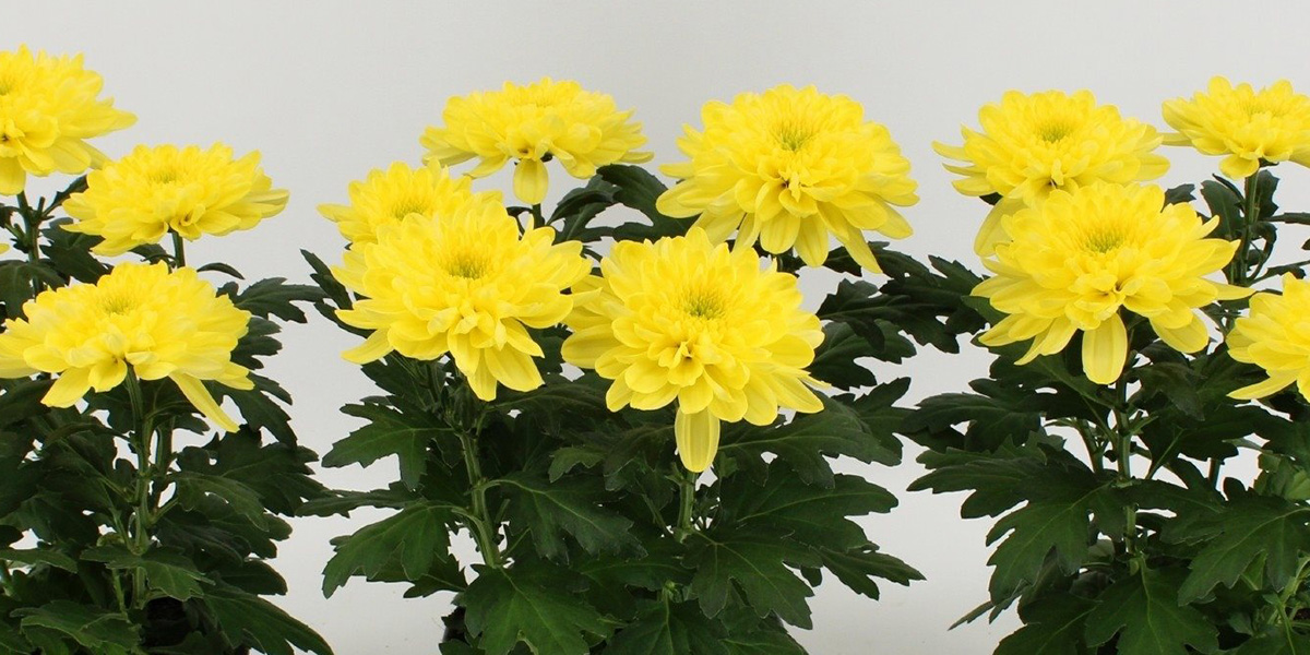 Chrysanthemum Zembla Yellow pot plant on Thursd header