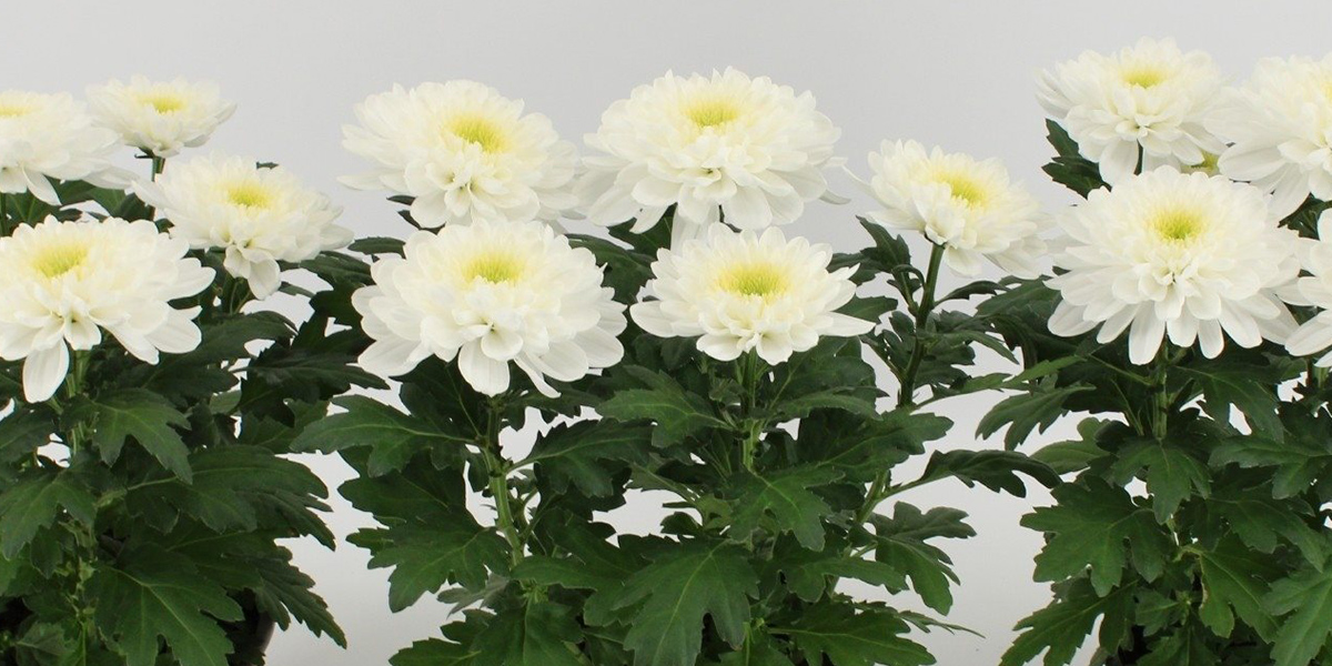 Chrysanthemum Zembla White pot plant on Thursd header