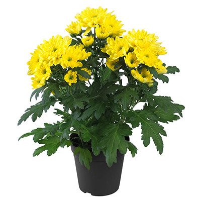 Chrysanthemum Zembla Yellow