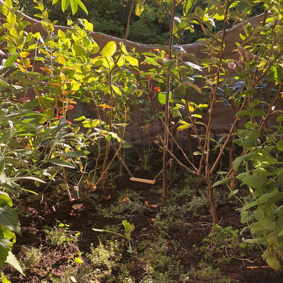 Inside of mini forest of edible plants by Dalziel Studio on Thursd