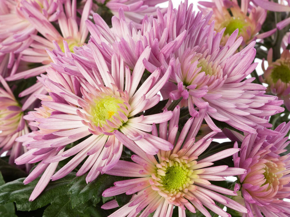 Chrysanthemum Anastasia Lilac plant by Kwintplant on Thursd