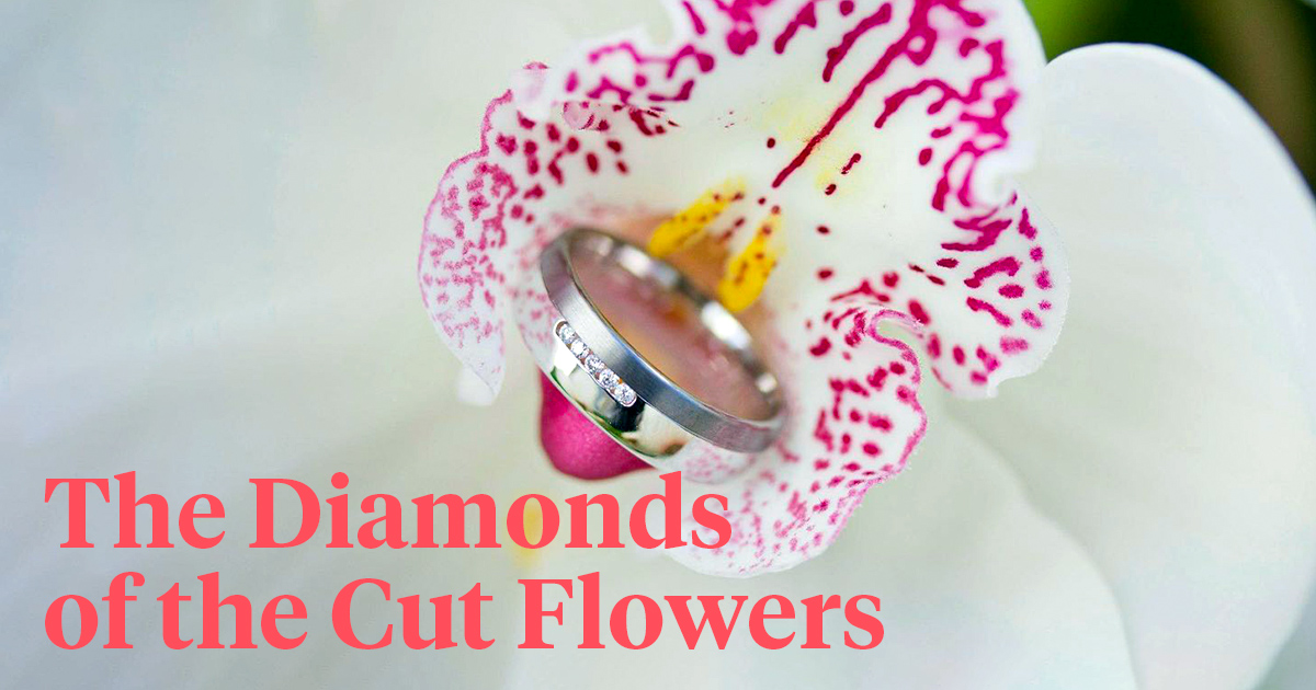 Cymbidiums the diamonds of the cut flowers header on Thursd