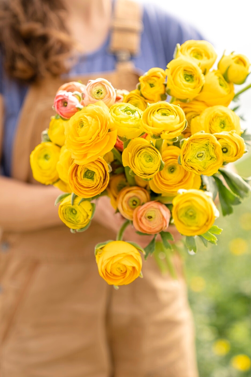 Yellow Ranunculus flowers on Thursd