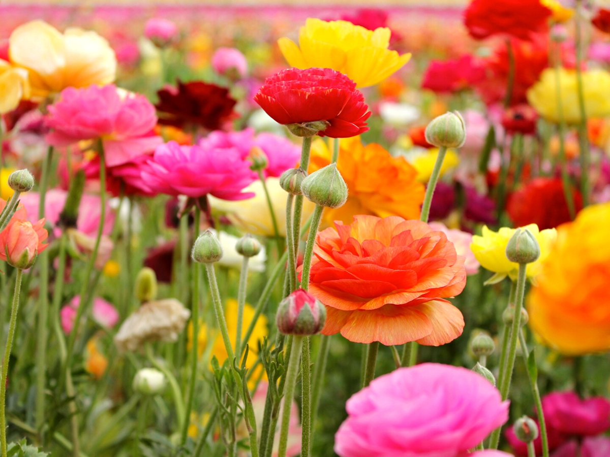 Ranunculus care tips on Thursd