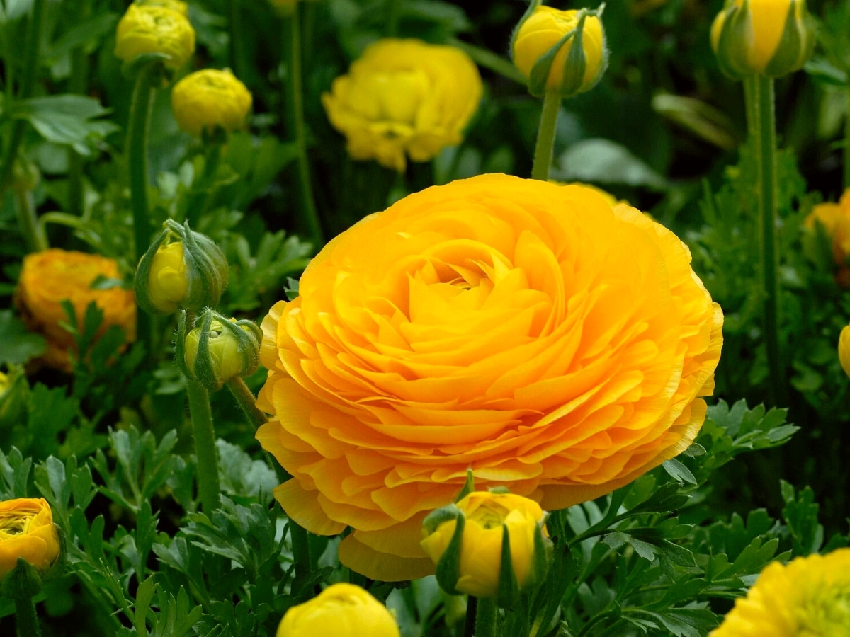 Ranunculus toxic for dogs and humans on Thursd