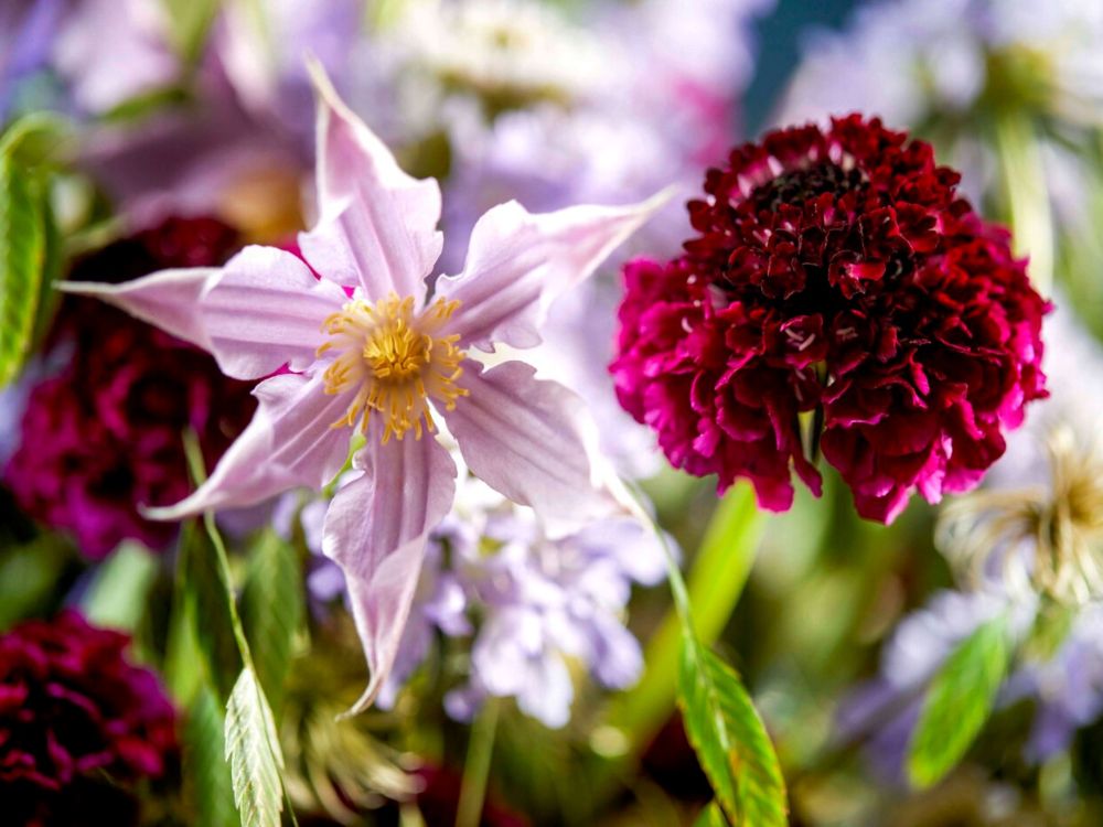 Scabiosa and Clematis in the Floral Trend Color on Thursd