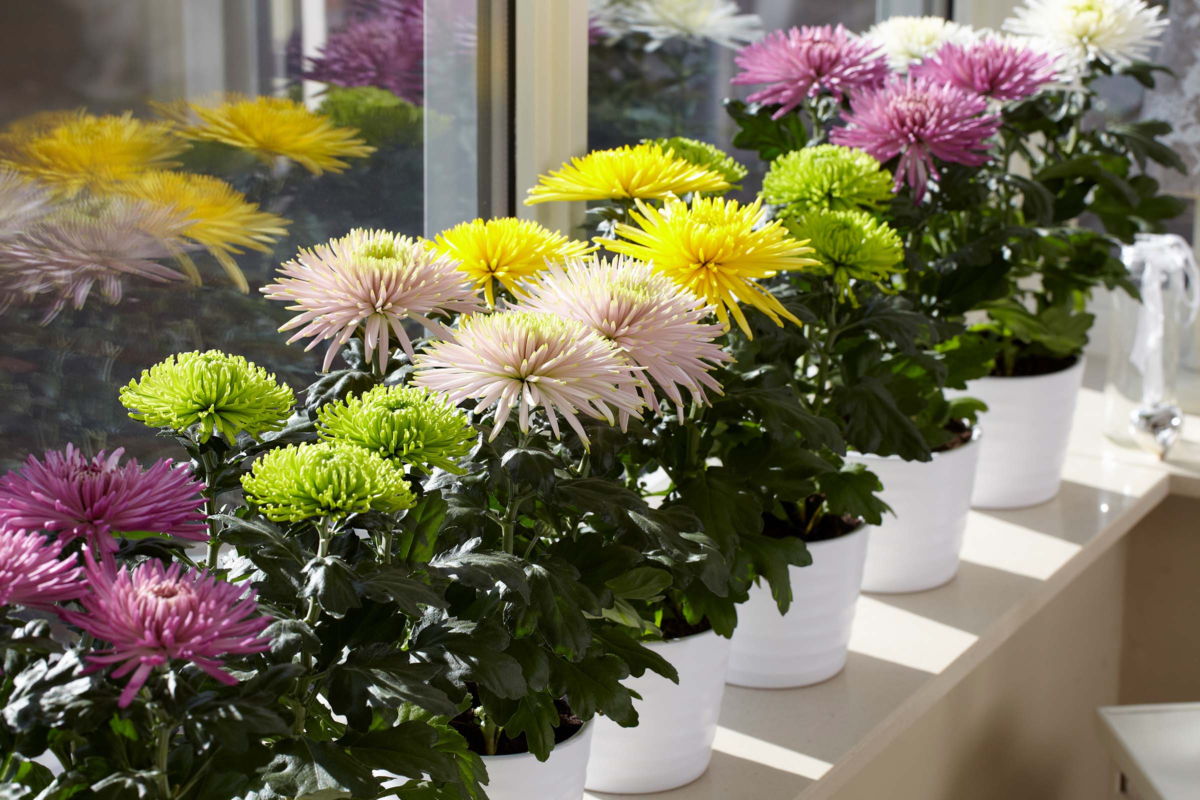 forever-autumn-with-potted-chrysanthemums-featured