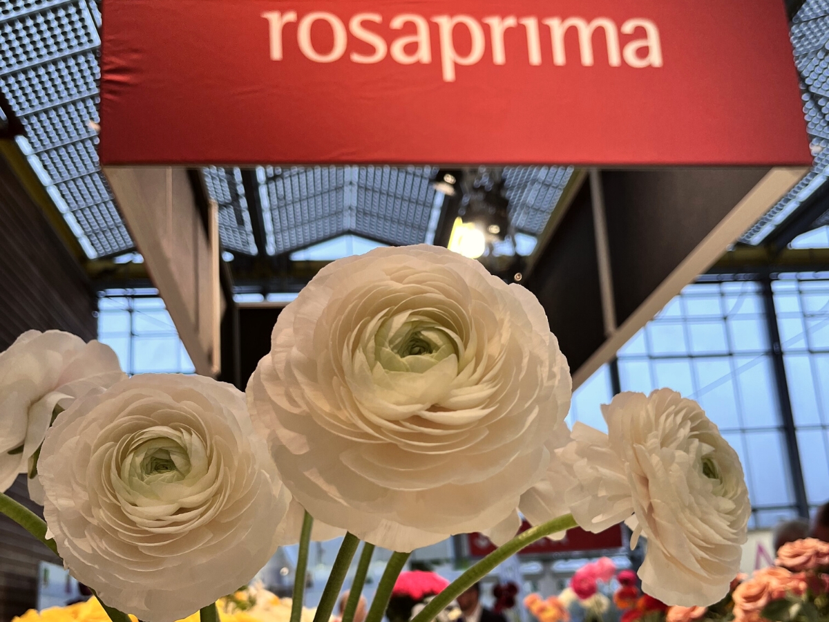 Rosaprima ranunculus flowers at IFTF on Thursd