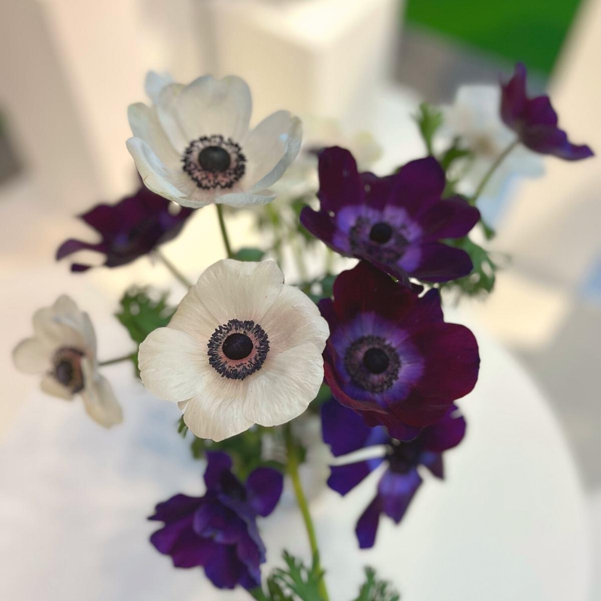 New varieties of anemones by Rosaprima on Thursd