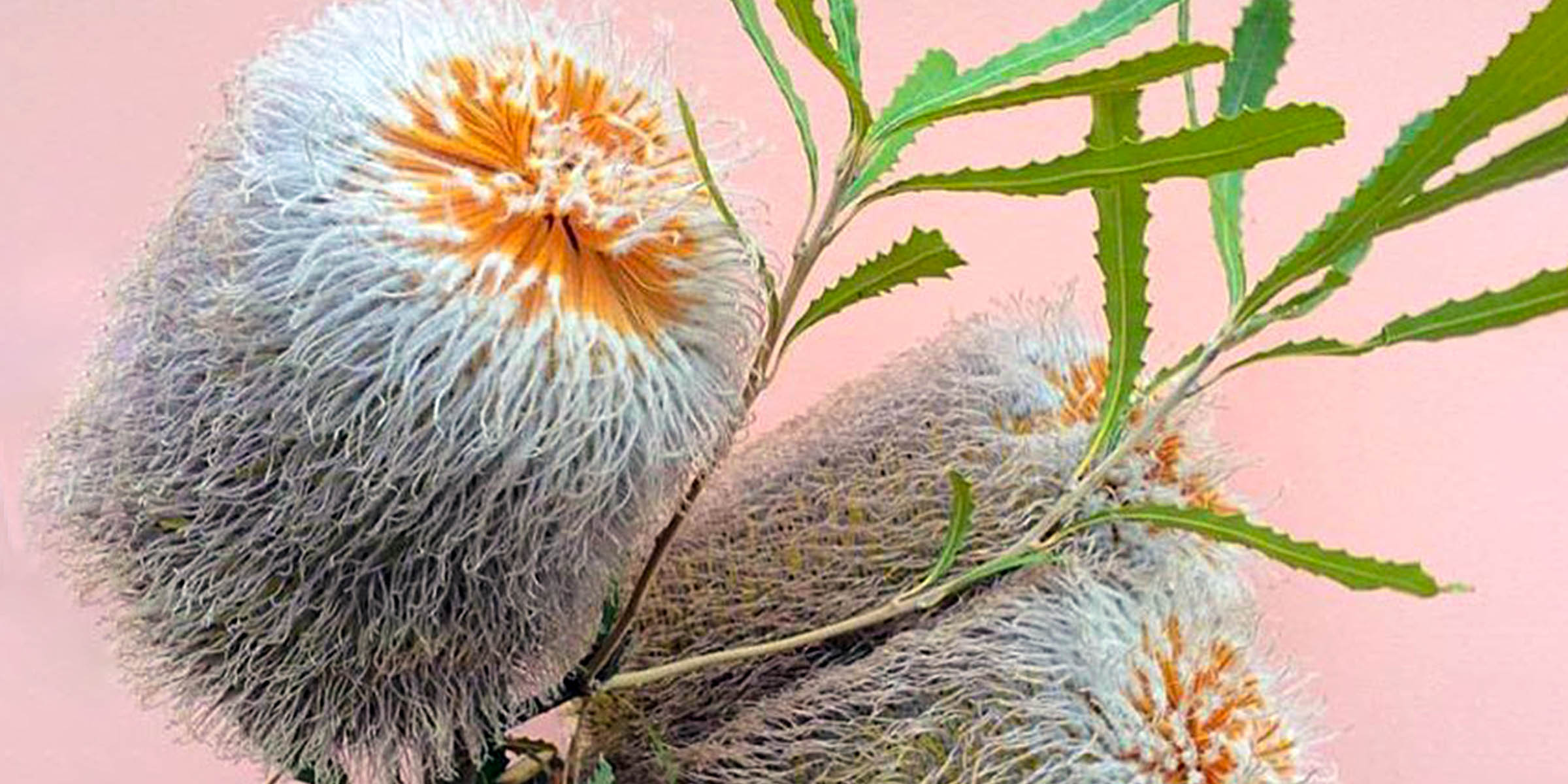 possum-banksia-article-on-thursd-featured