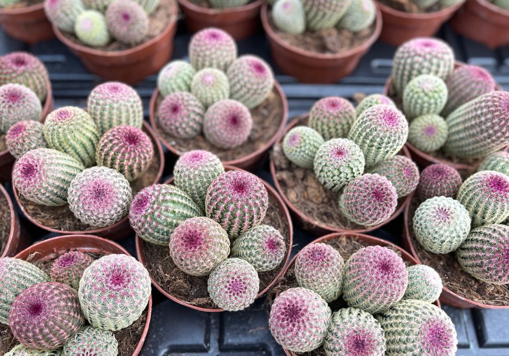 Cacti at Winco Holland on Thursd