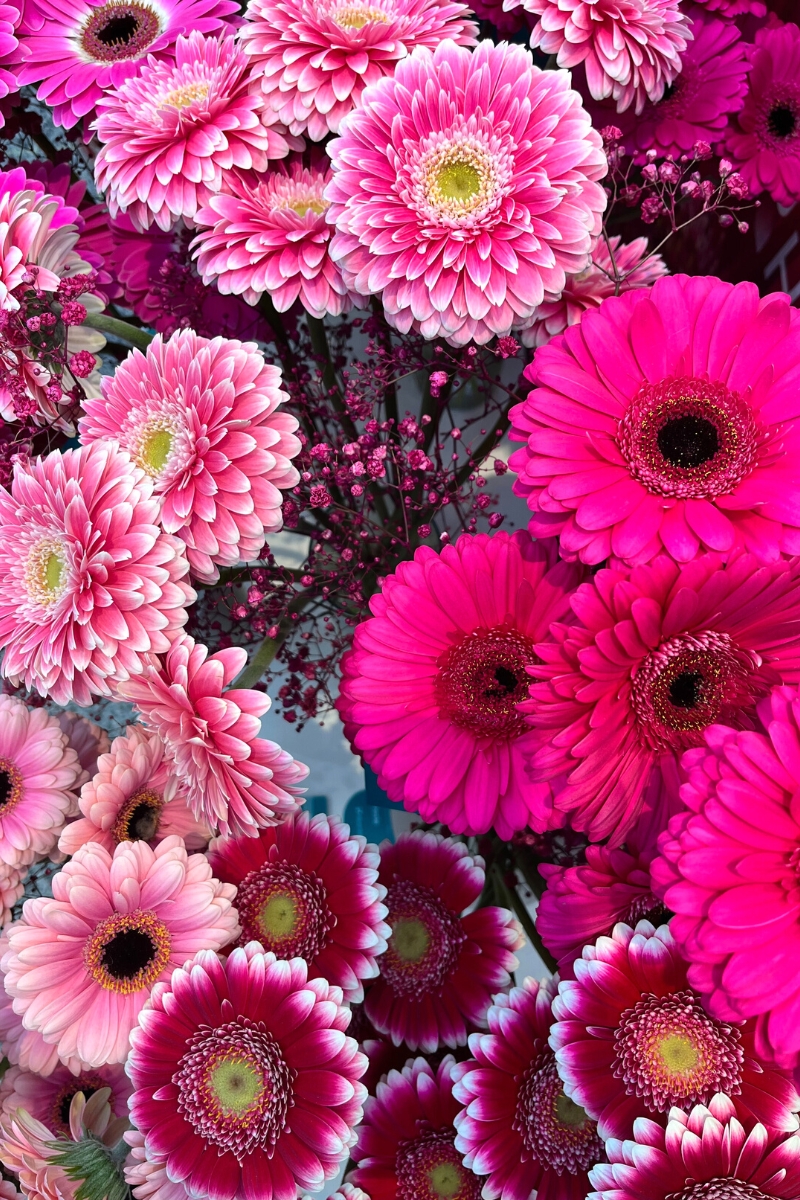 These Were the Most Amazing Gerbera Varieties Exhibited at IFTF - Thursd