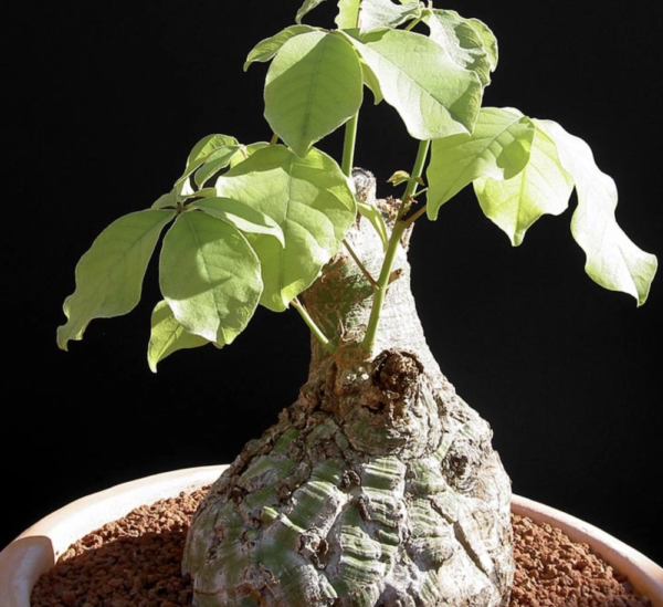 Pseudobombax Ellipticum - Are You Already a Proud Owner of This Amazing Plant? Caudex Plant