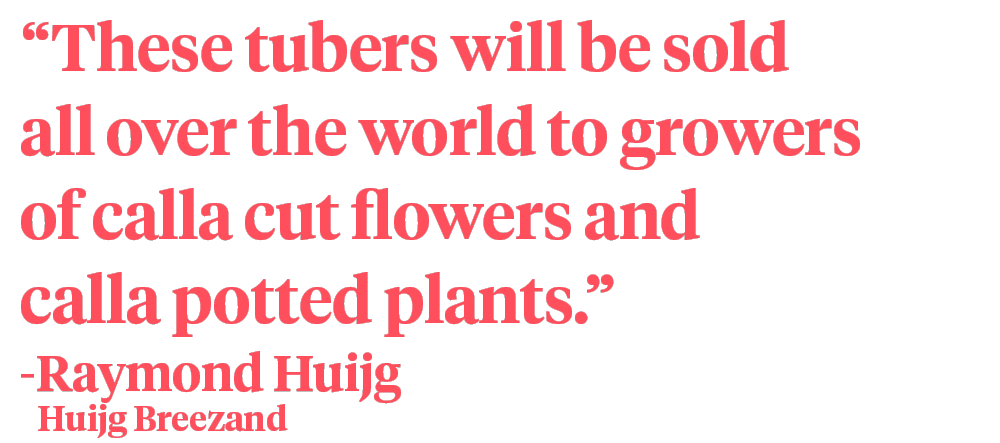 Raymond Huijg quote tubers on Thursd