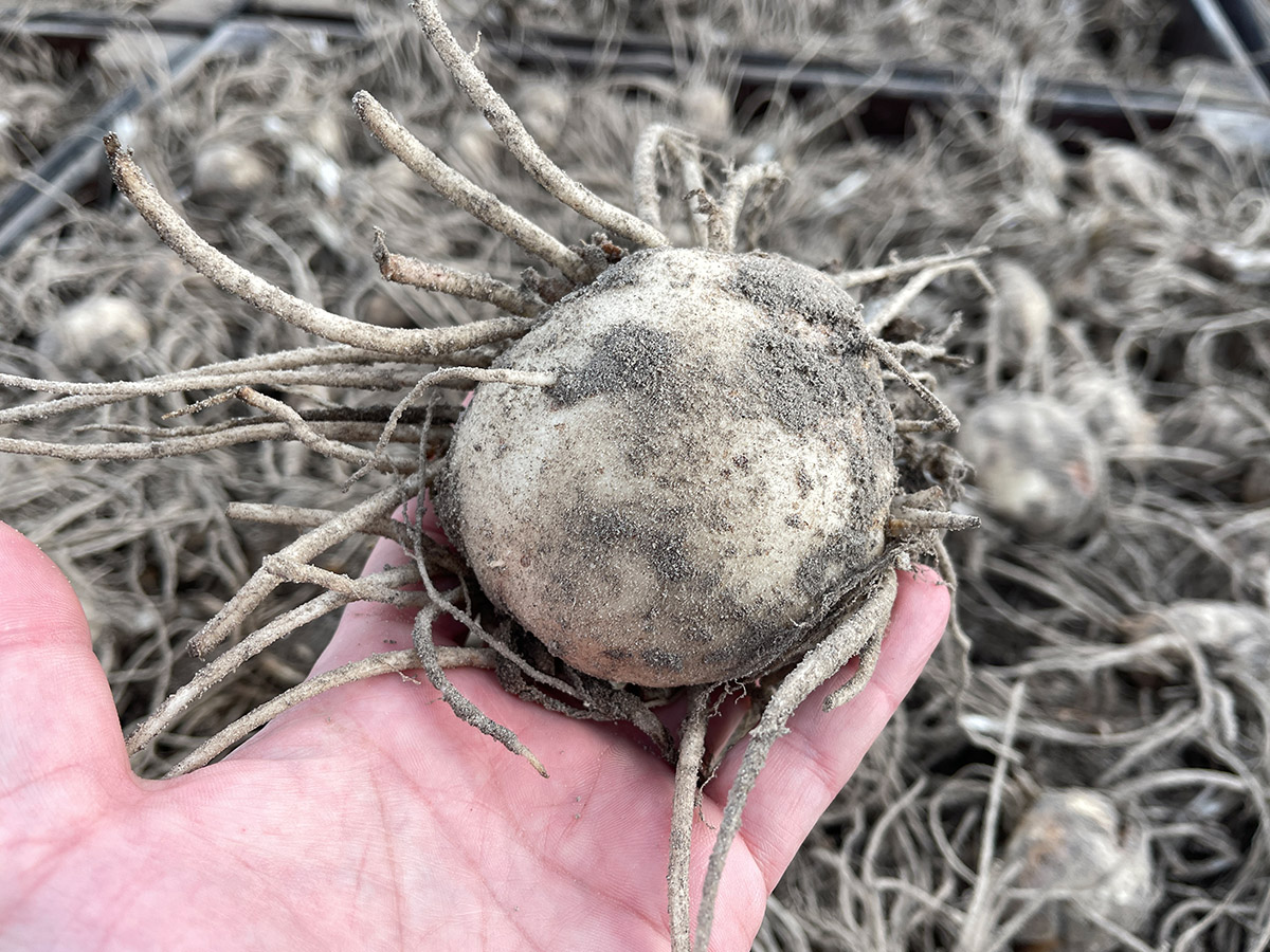 Calla tuber harvest on Thursd