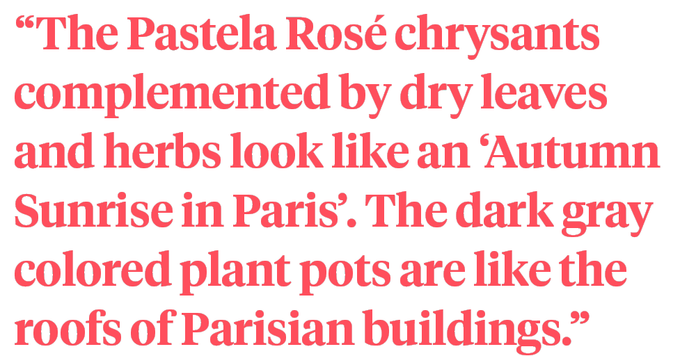 Svetlana Miryuk Chrysanthemum Pastela Rosé quote on Thursd