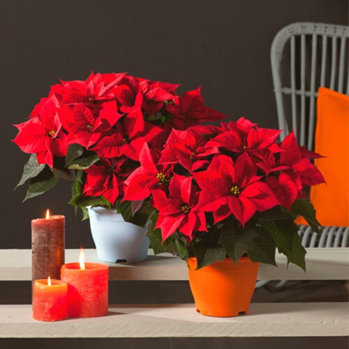 Most popular Christmas plant Poinsettia Superstars on Thursd