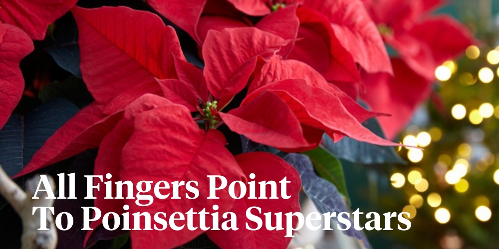 Poinsettia Superstars header on Thursd 