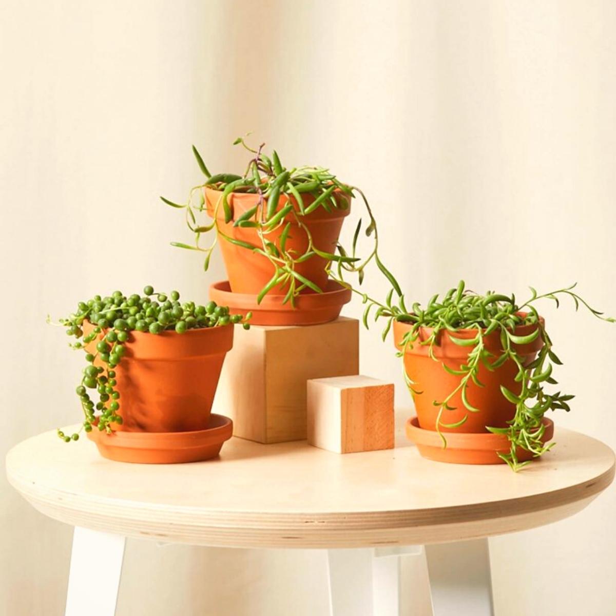 String of succulents houseplants on Thursd String of succulents houseplants on Thursd