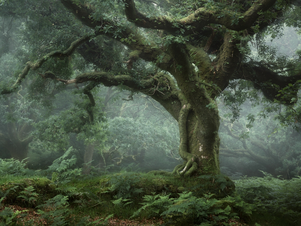 Ethereal moss trees by Neil Burnell on Thursd