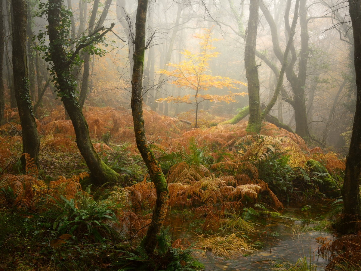 Neil Burnell photography of England forests on Thursd