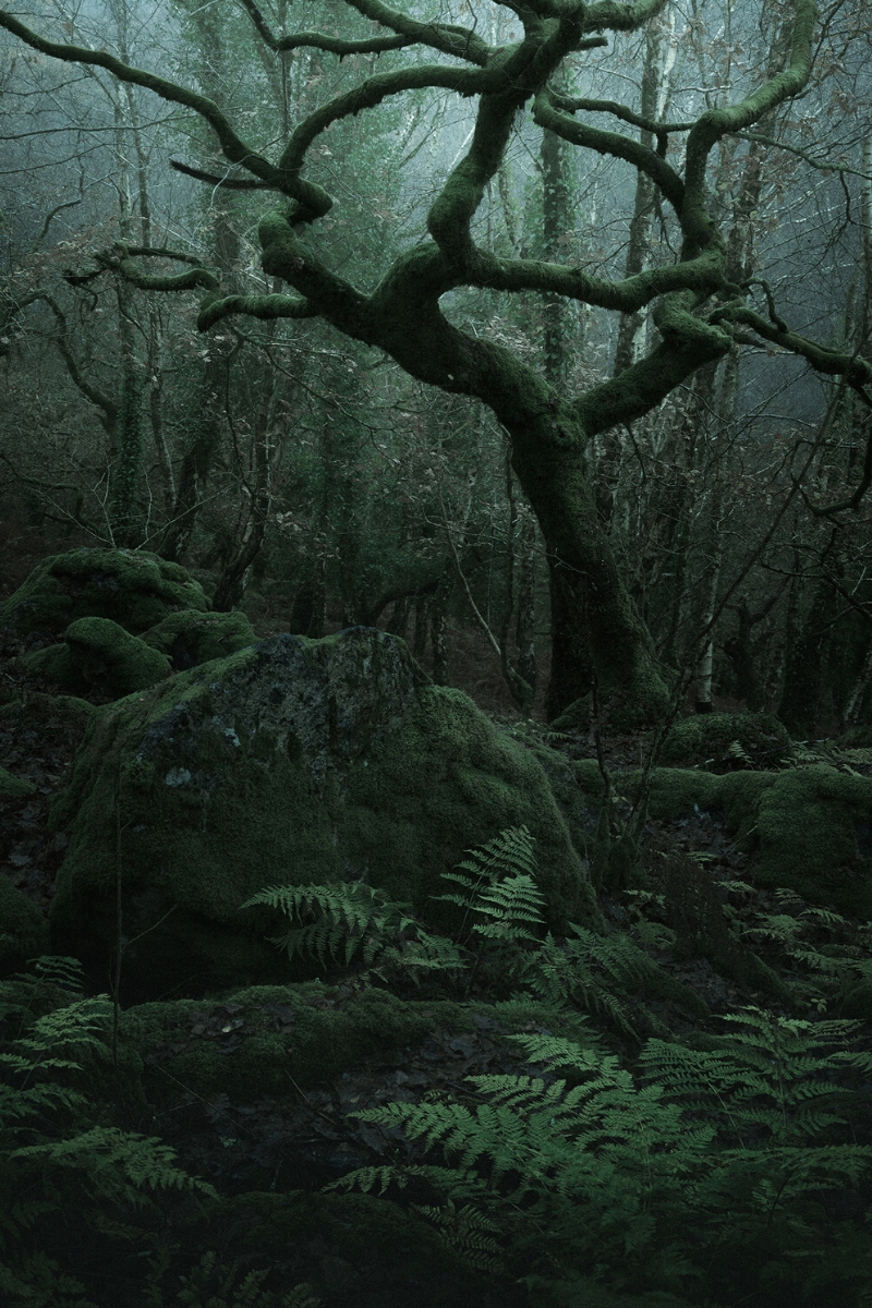 Neil Burnells ethereal forest pictures on Thursd