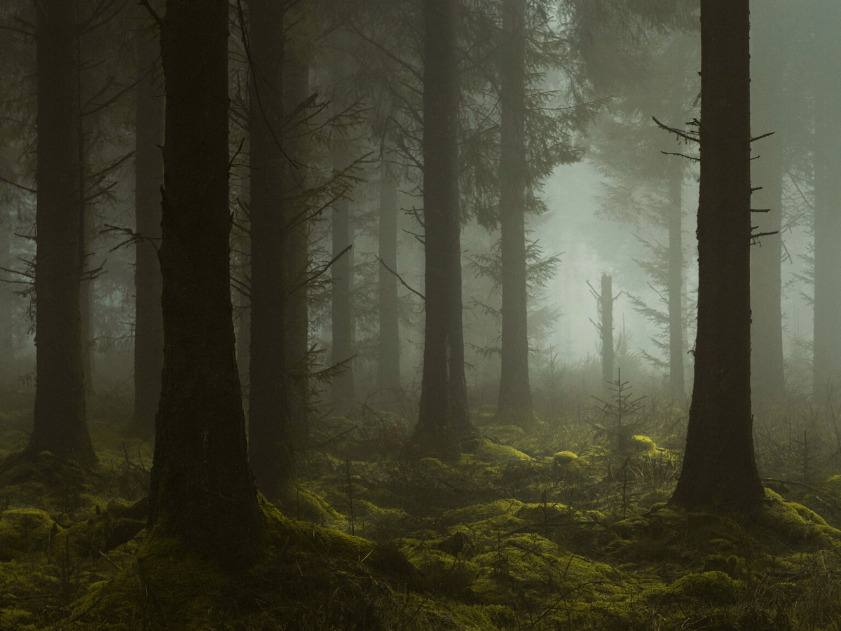 Daunting photographs by Neil Burnell showing England forest on Thursd