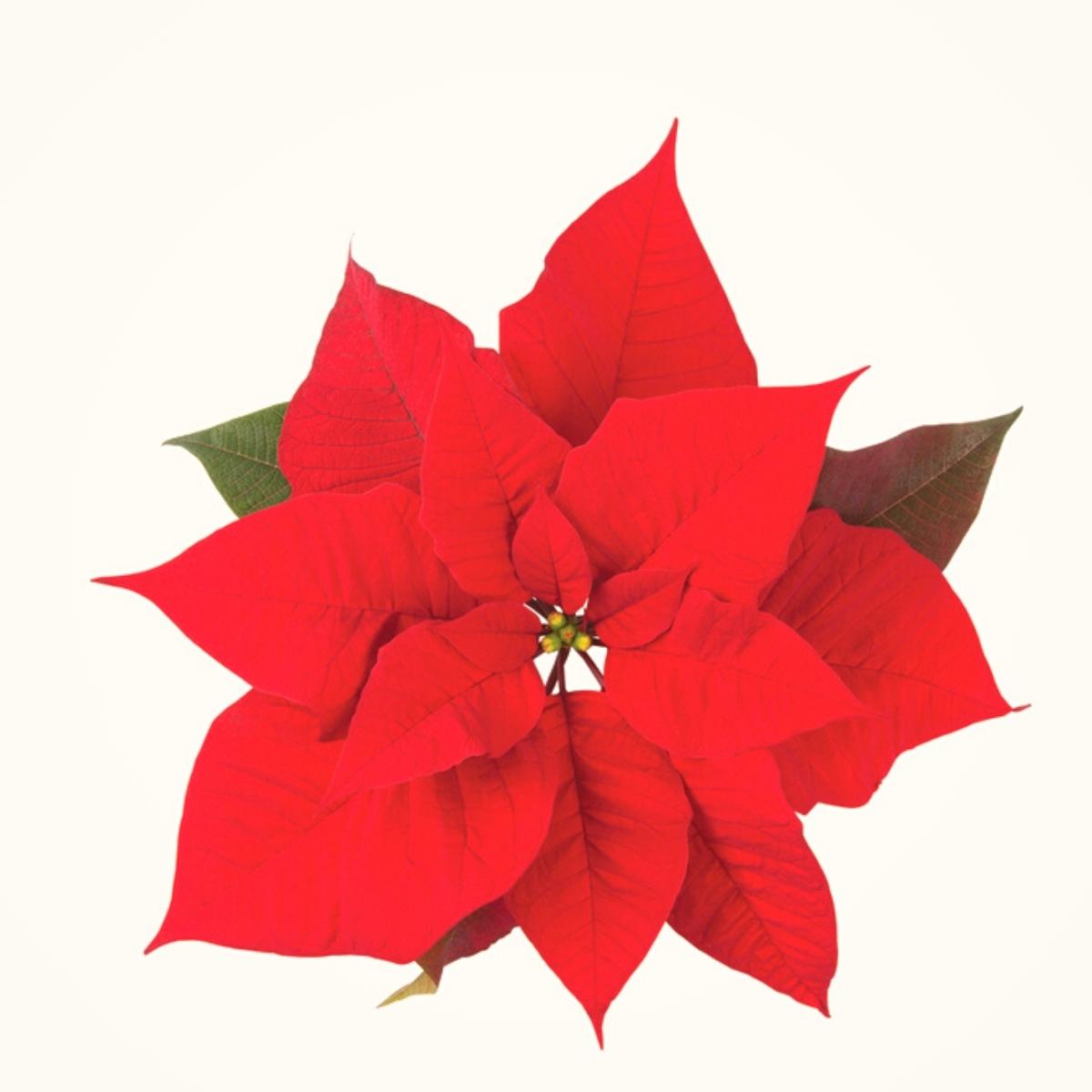 Florensis Passione Red poinsettia on Thursd
