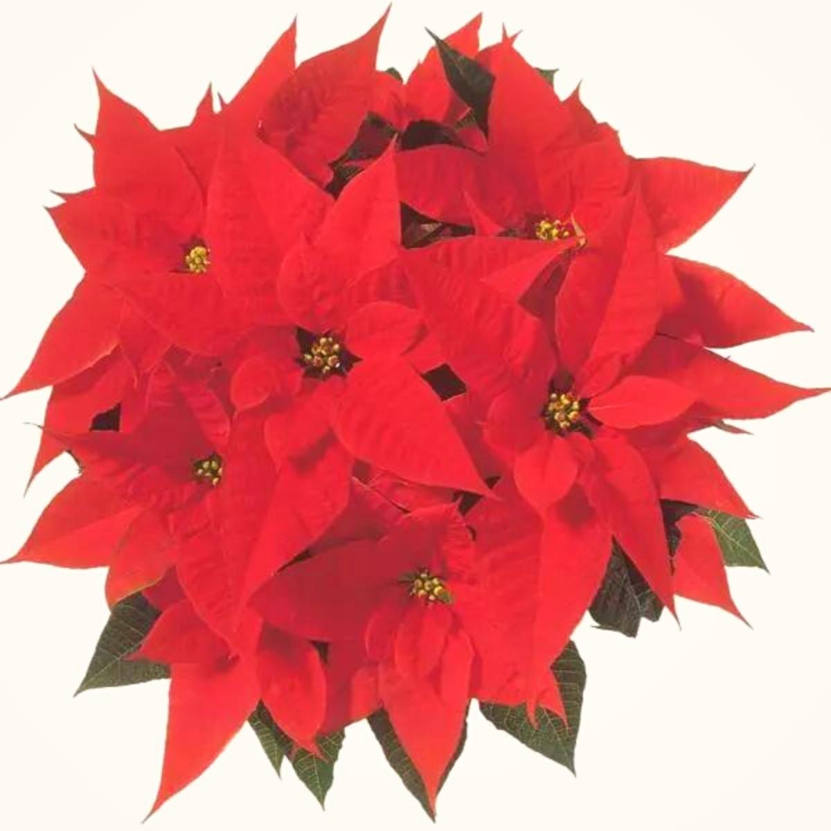 Selecta One Christmas Angel poinsettia on Thursd