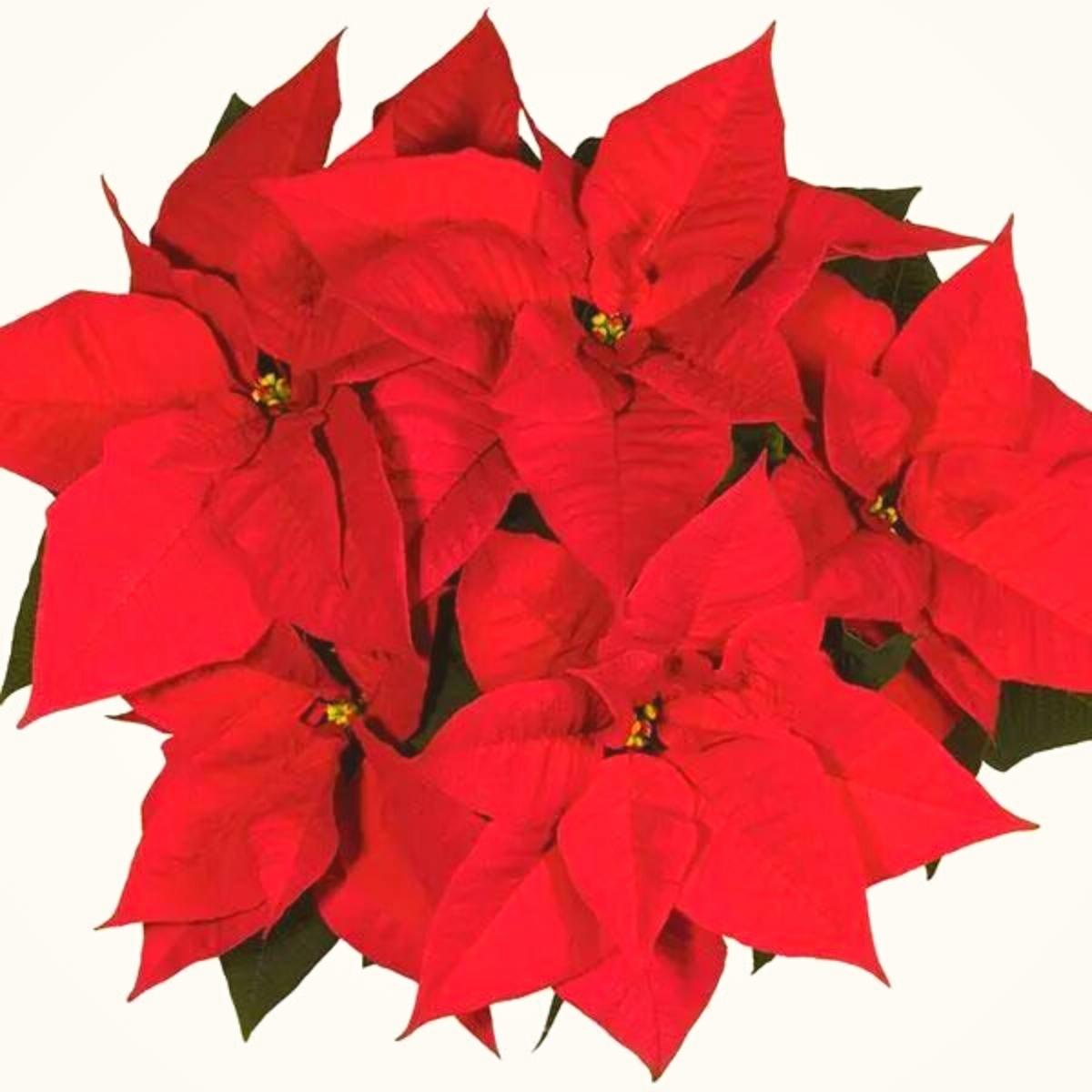 Selecta One Noel Red poinsettia on Thursd