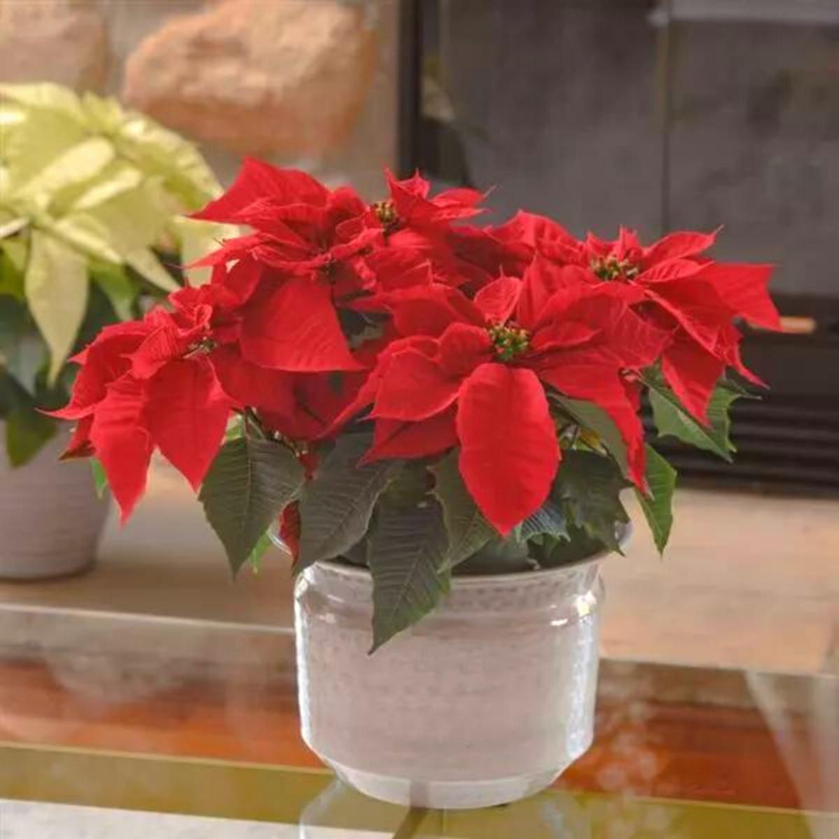 Selecta One Holly Berry poinsettia on Thursd