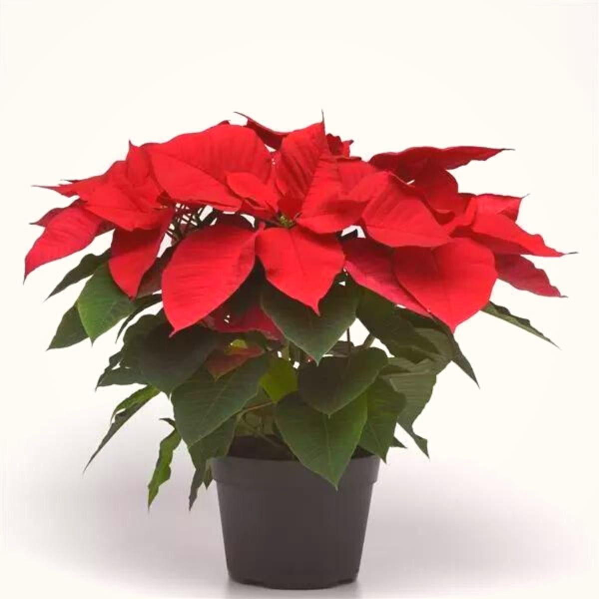 Selecta One Christmas Aurora poinsettia on Thursd