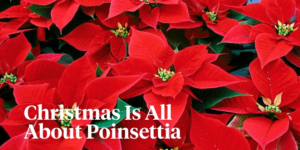 Christmas is all about poinsettia header on Thursd 