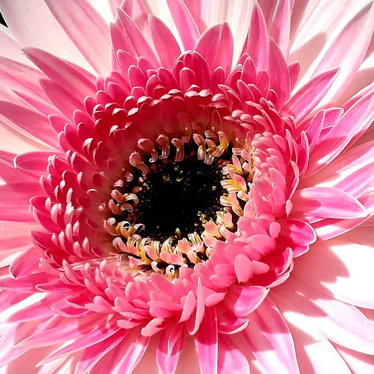 these-were-the-most-amazing-gerbera-varieties-exhibited-at-iftf-featured