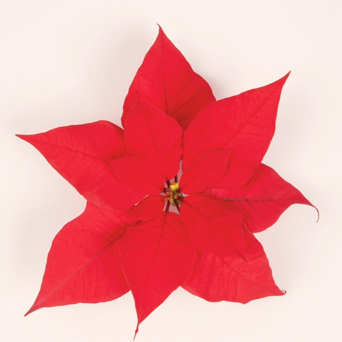 Red Blitz poinsetta on Thursday