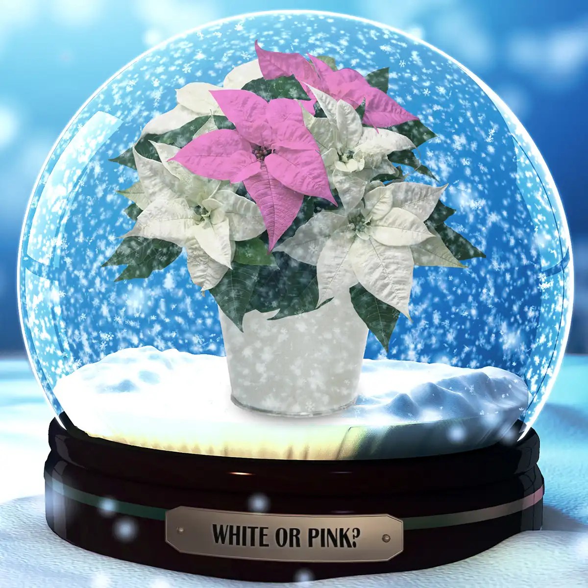 pink-or-white-poinsettia-featured
