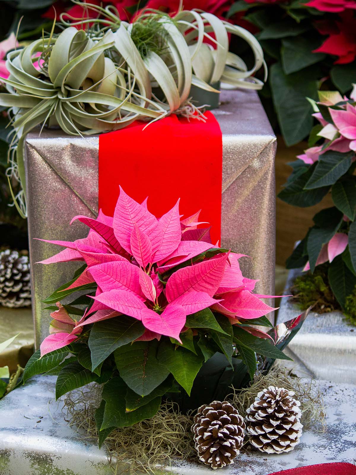 Poinsettia Pink and succulents on Thursd