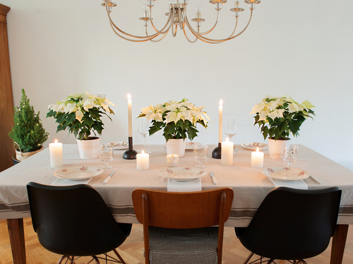 Table with White Poinsettia Alaska by Florensis on Thursd